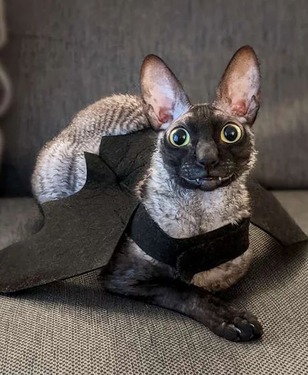 cat that looks like a bat